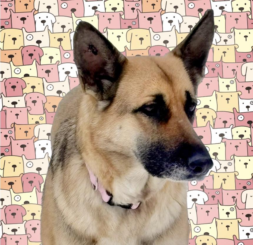 Bella, ADOPTABLE, Adult Female German Shepherd Dog.