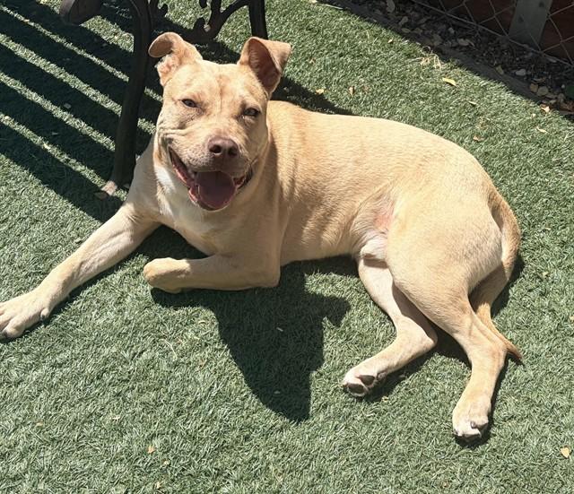 LENNY, Adoptable, Young Male Pit Bull Terrier.