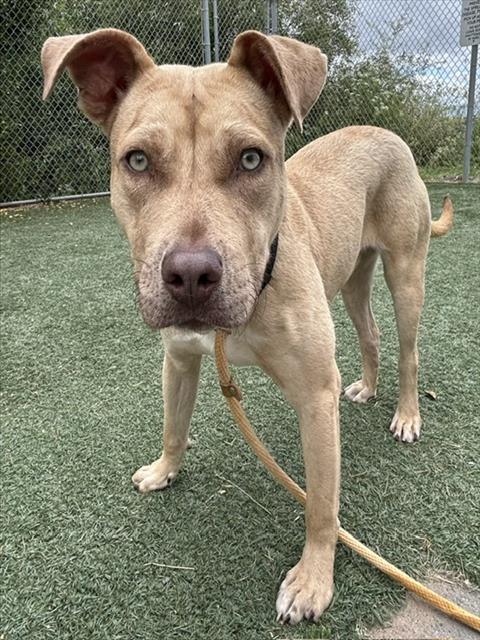 LENNY, Adoptable, Young Male Pit Bull Terrier.