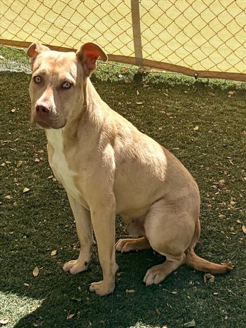 Enlarge LENNY, a Adoptable Pit Bull Terrier in Salinas, CA image 1/1