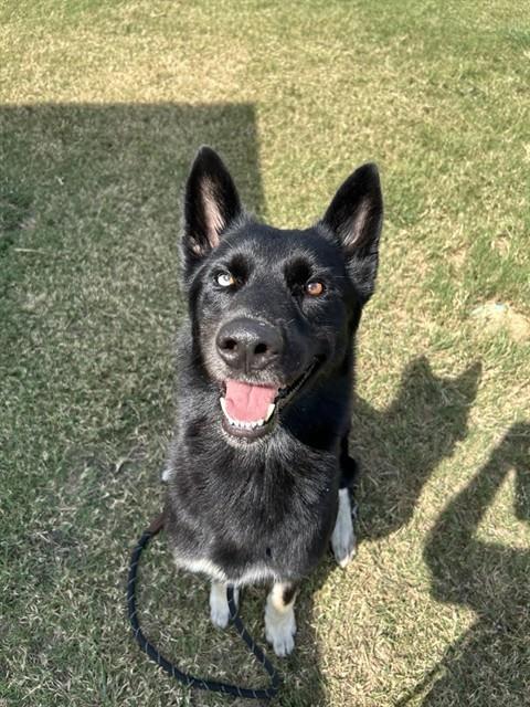 MR. E, Adoptable, Adult Male German Shepherd Dog & Husky.