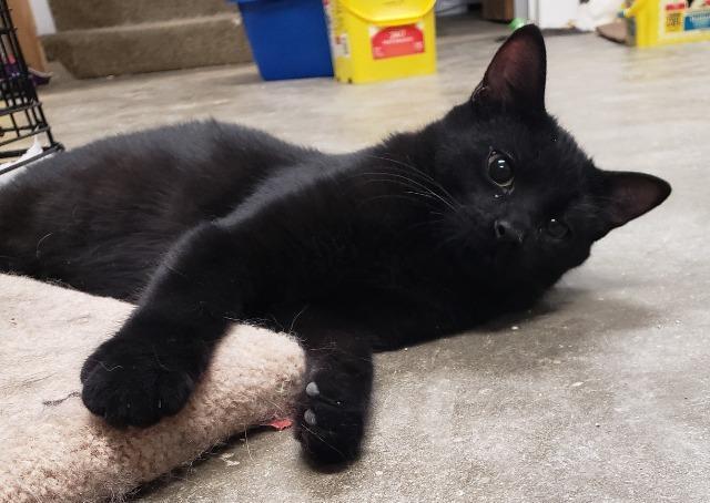 Forrest, Adoptable, Senior Male Domestic Medium Hair.