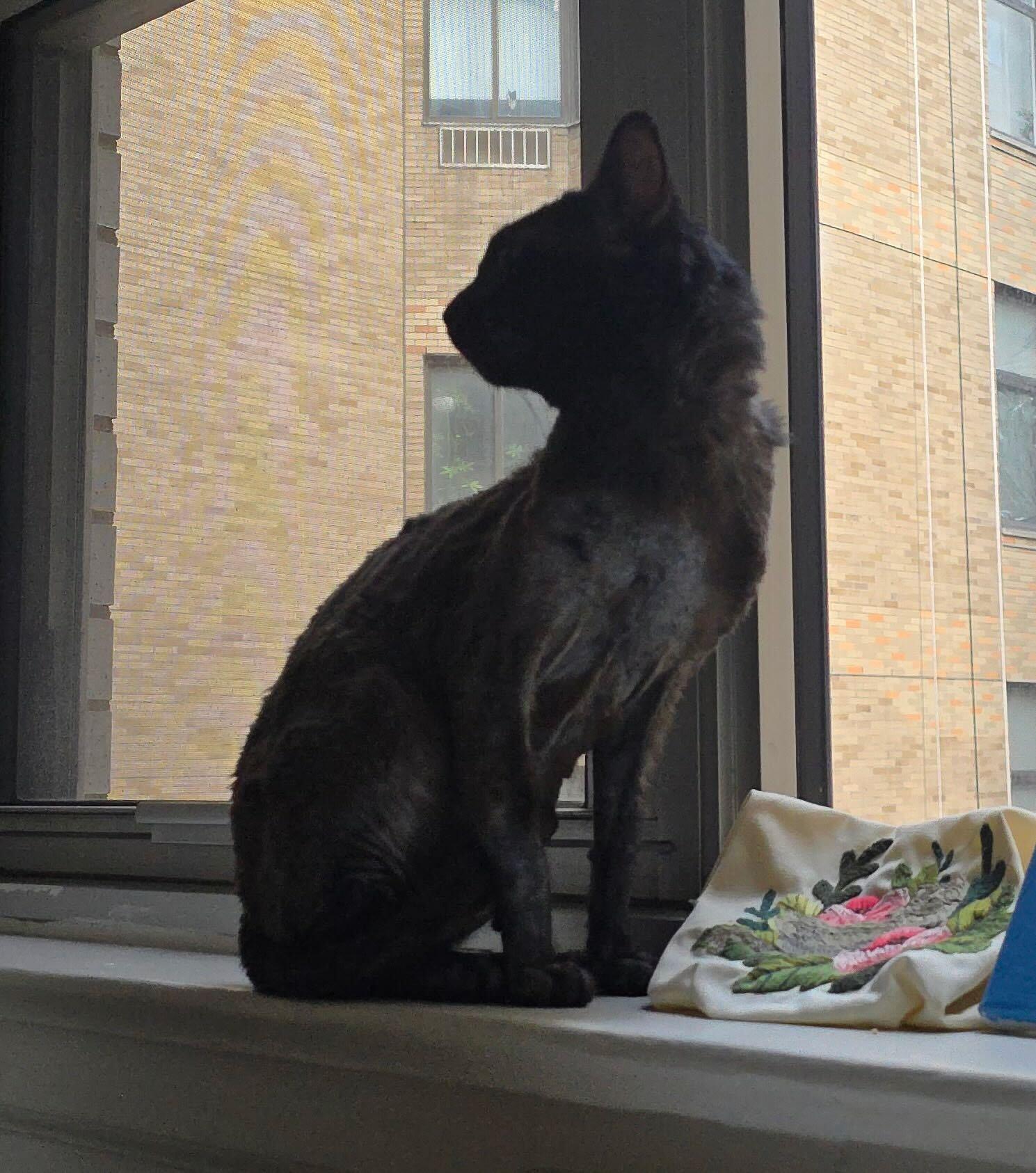 Enlarge Elmer, a ADOPTABLE Domestic Short Hair in Long Island City, NY image 2/6