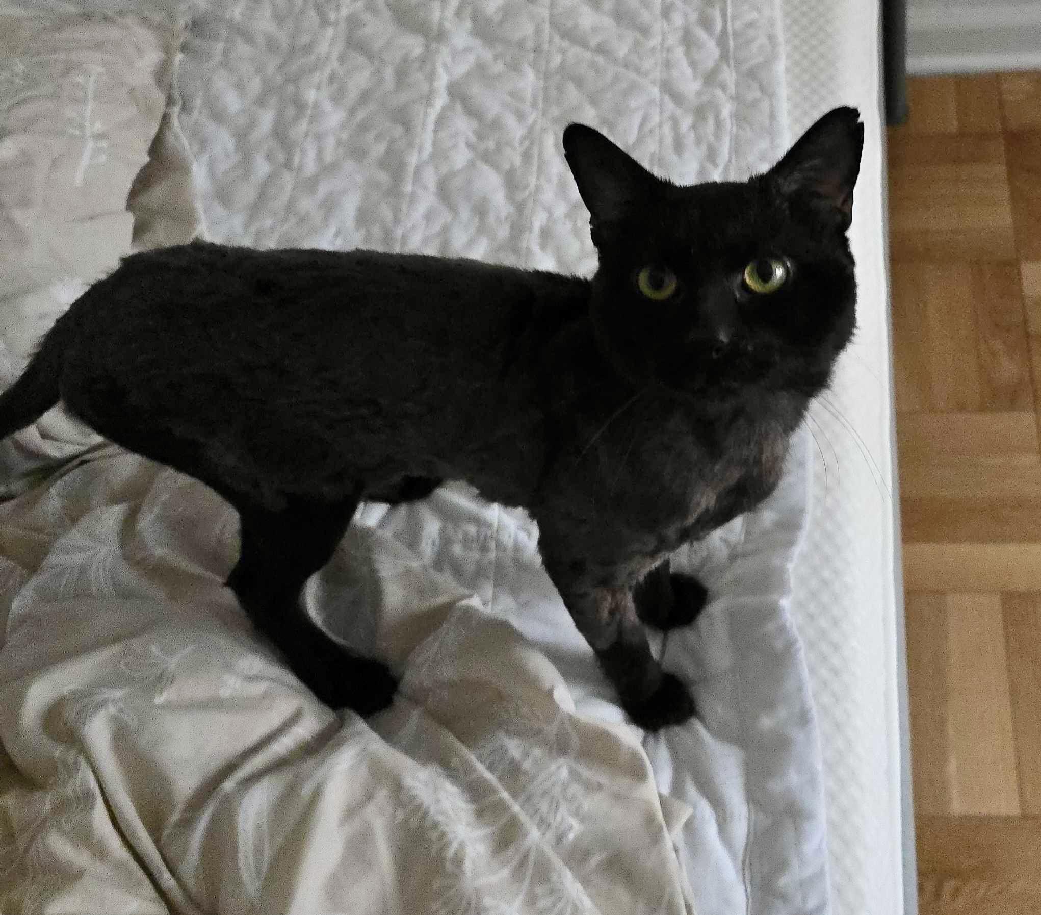 Elmer, ADOPTABLE, Adult Male Domestic Short Hair.