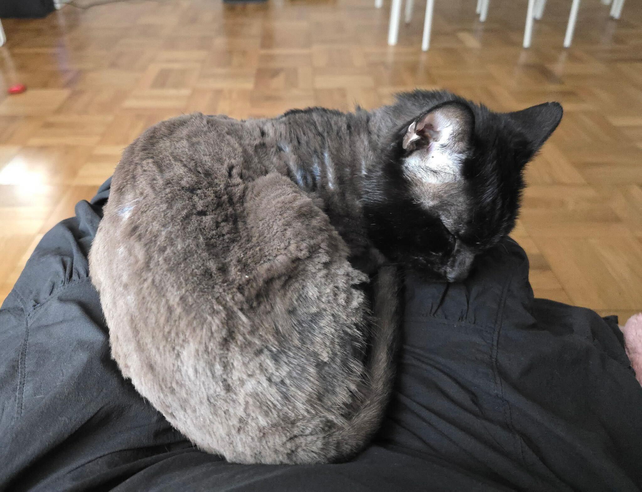 Enlarge Elmer, a ADOPTABLE Domestic Short Hair in Long Island City, NY image 3/6