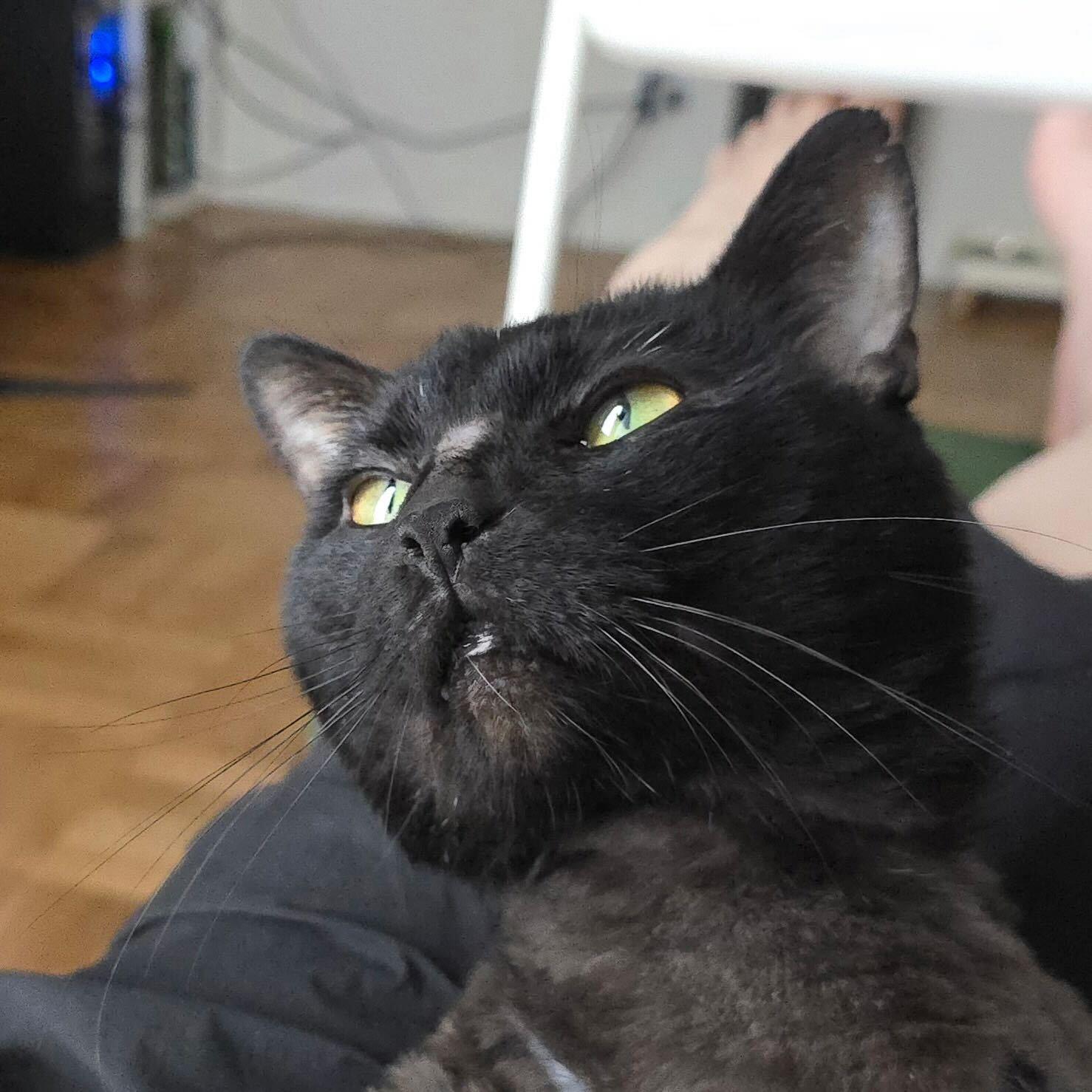 Enlarge Elmer, a ADOPTABLE Domestic Short Hair in Long Island City, NY image 4/6