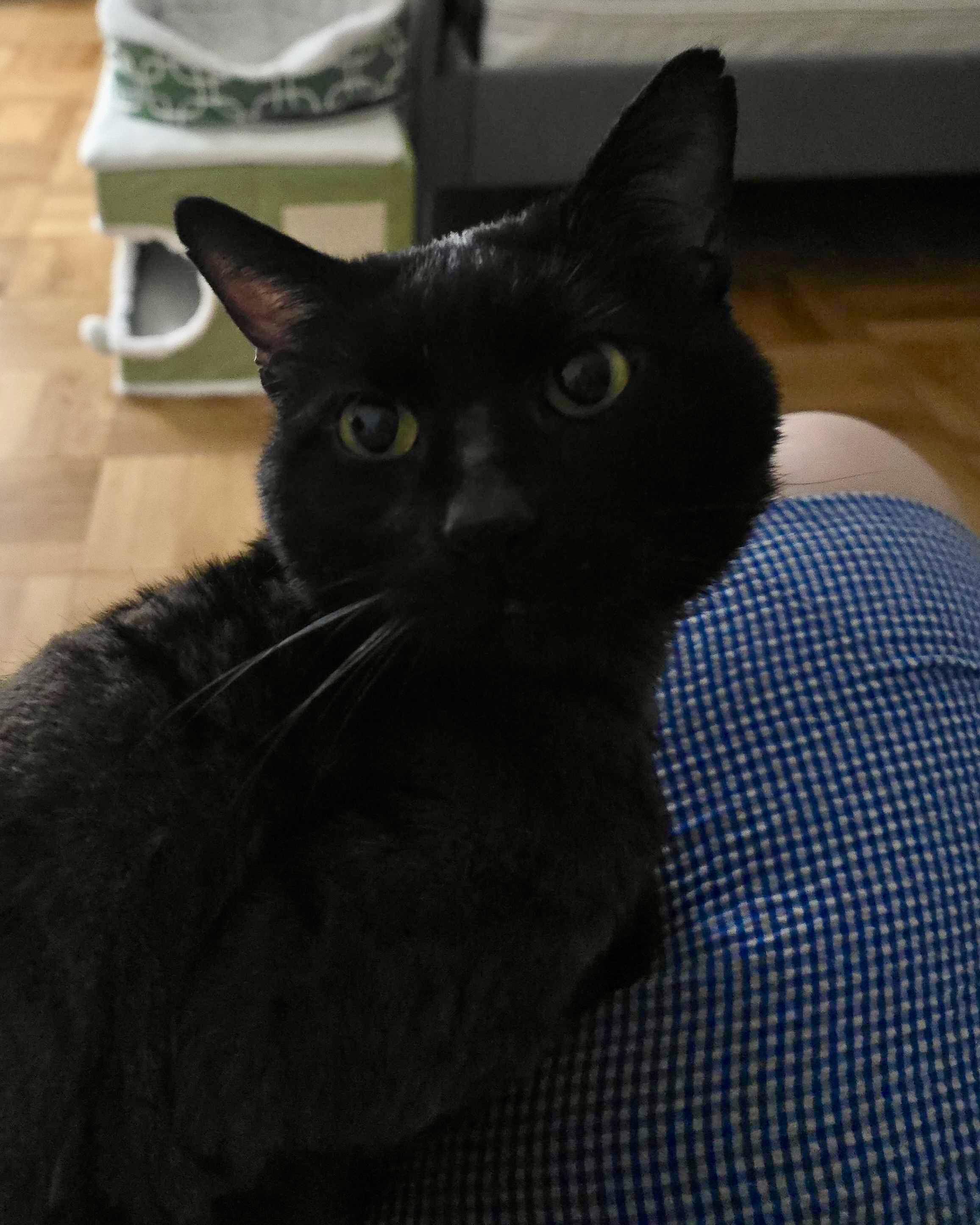 Enlarge Elmer, a ADOPTABLE Domestic Short Hair in Long Island City, NY image 5/6