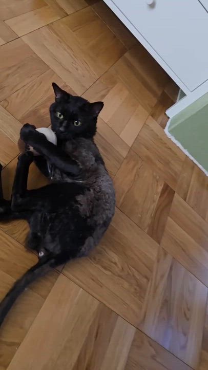 Enlarge Elmer, a ADOPTABLE Domestic Short Hair in Long Island City, NY video 6/6