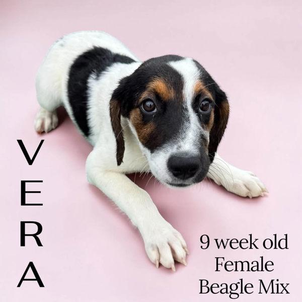 Enlarge Vera, a Adoptable mixed breed in Nicholasville, KY image 1/1