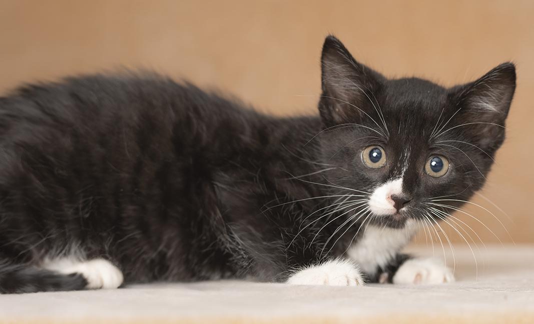 Bolt, Adoptable, Kitten Male Domestic Short Hair.