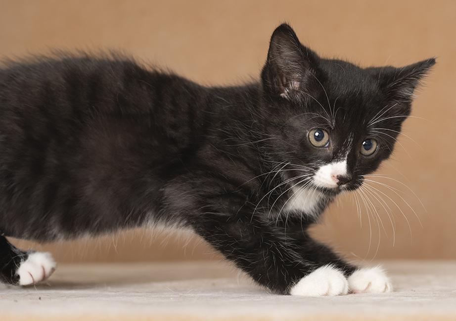 Enlarge Bolt, a Adoptable Domestic Short Hair in Chicago, IL image 2/2
