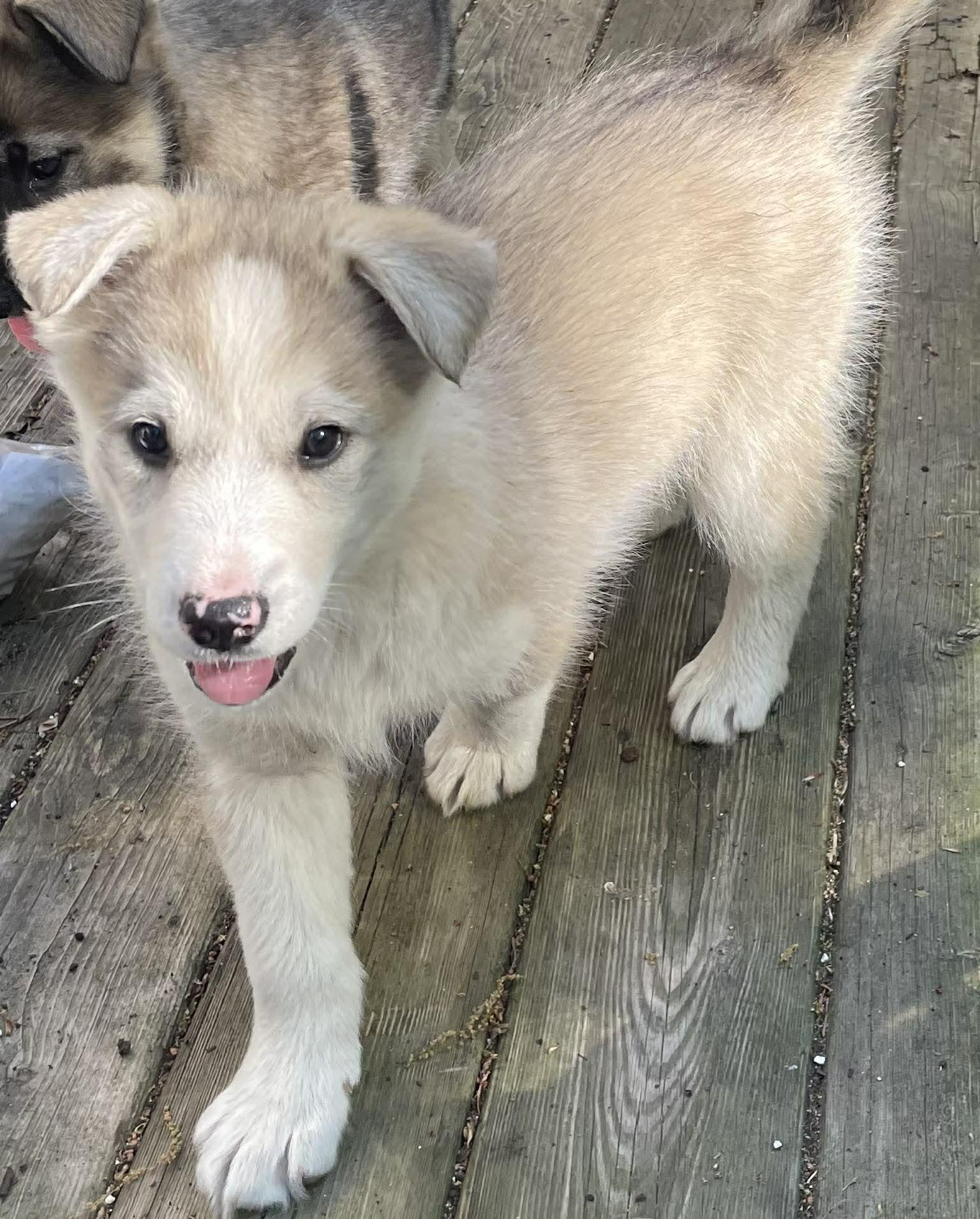 Enlarge Stella, a ADOPTABLE mixed breed in Toronto, ON image 4/6