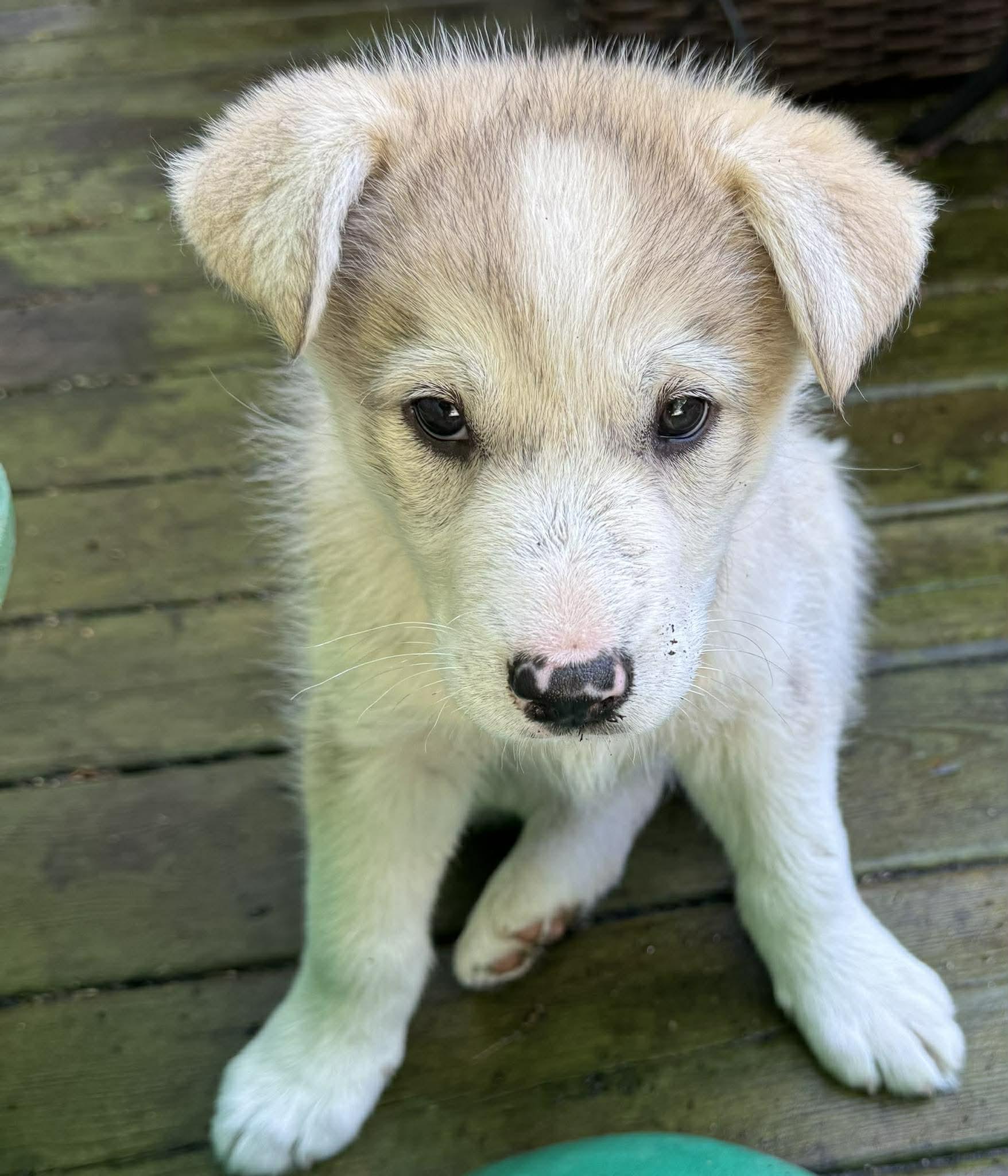 Enlarge Stella, a ADOPTABLE mixed breed in Toronto, ON image 3/6