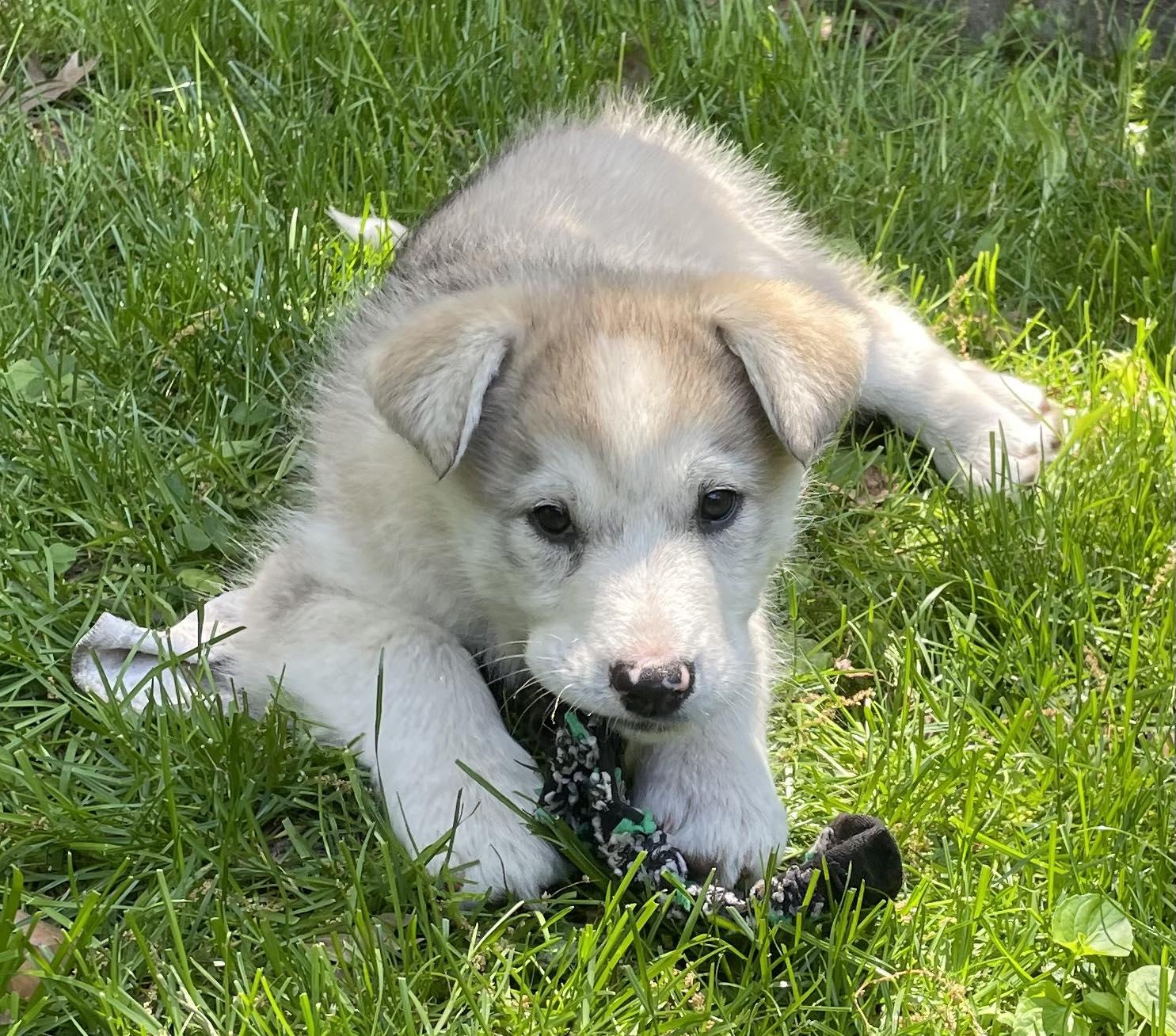 Stella, ADOPTABLE, Puppy Female German Shepherd Dog & Husky.