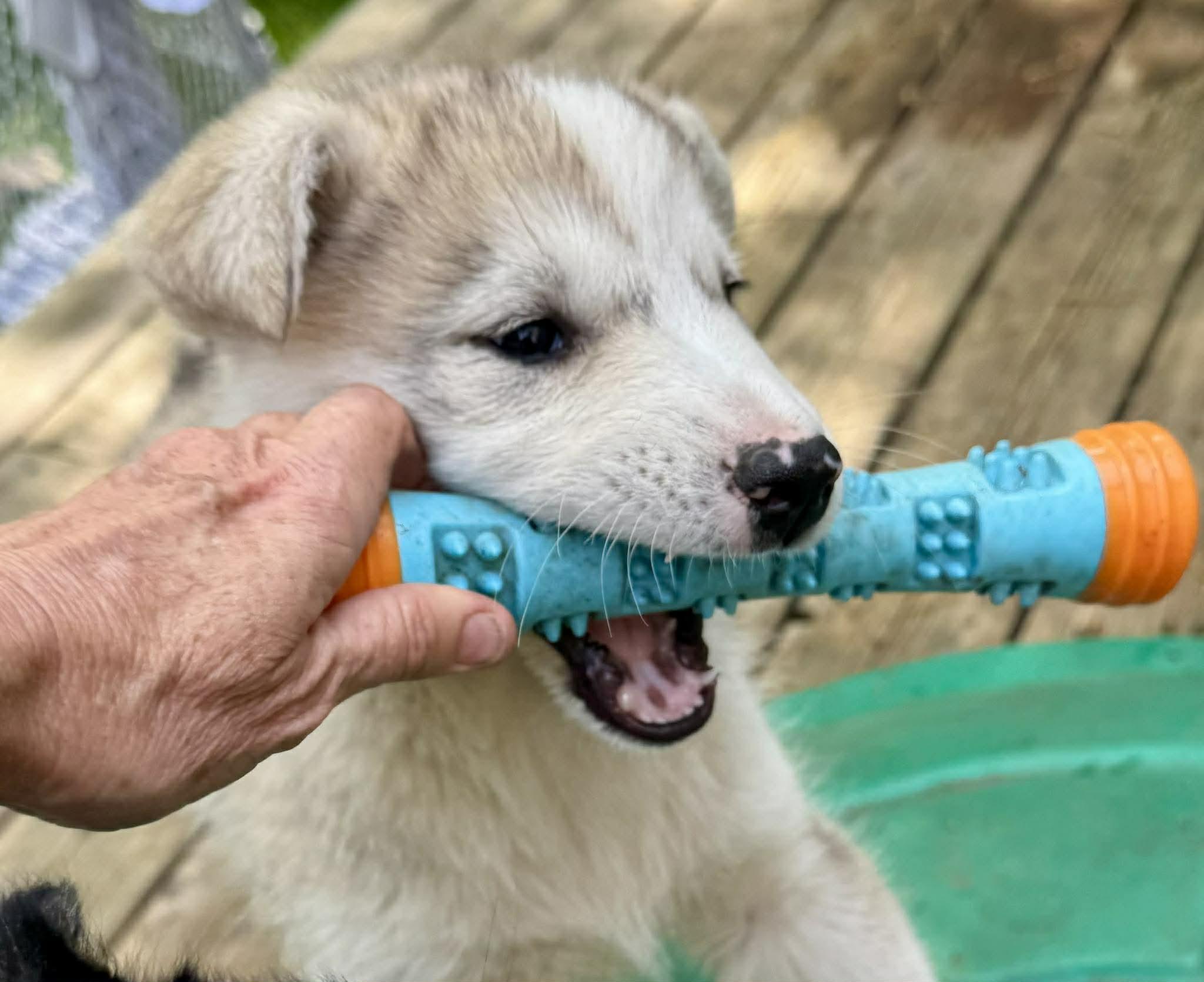 Enlarge Stella, a ADOPTABLE mixed breed in Toronto, ON image 5/6