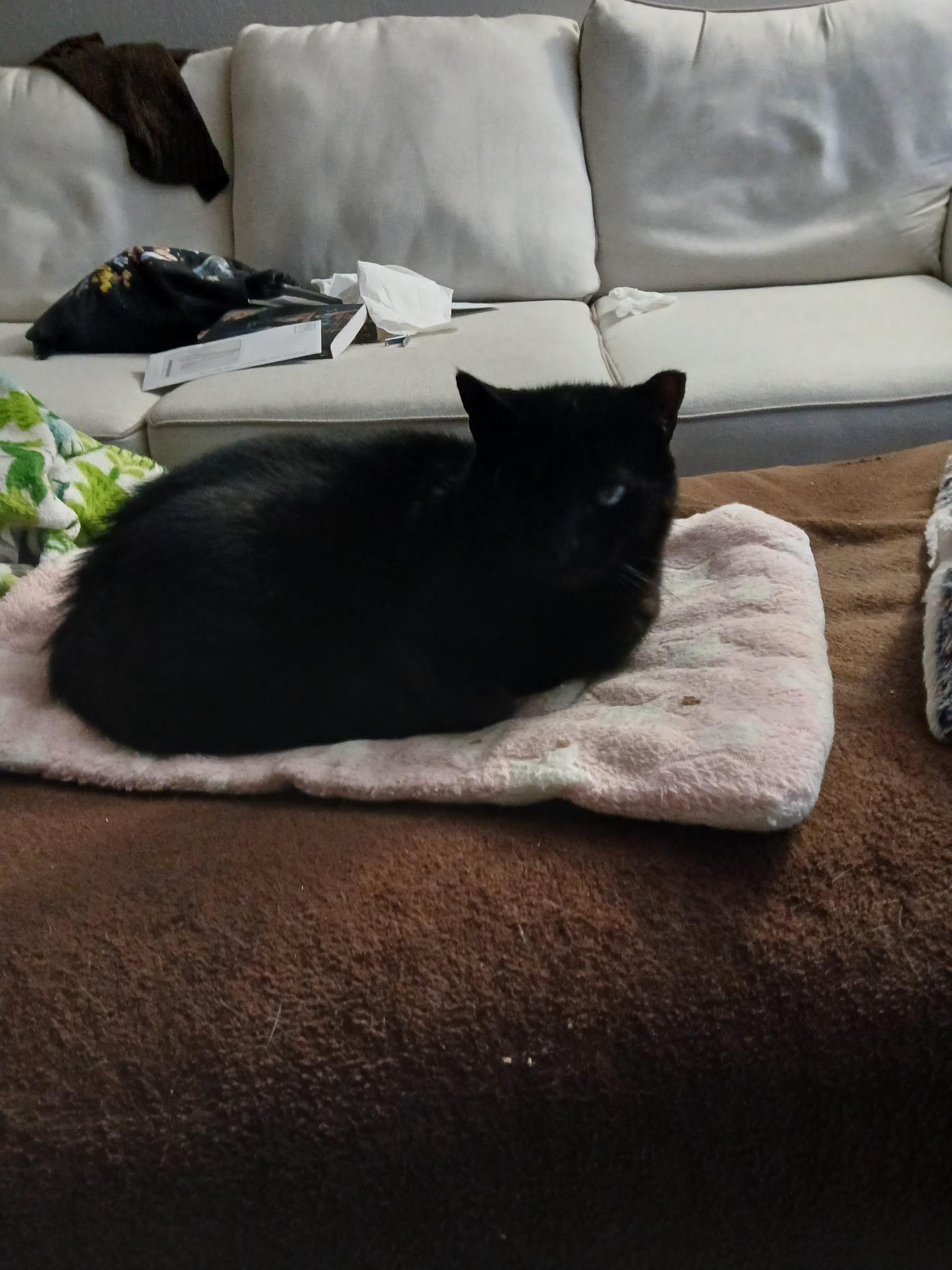 T'Challa, Adoptable, Adult Male Bombay.