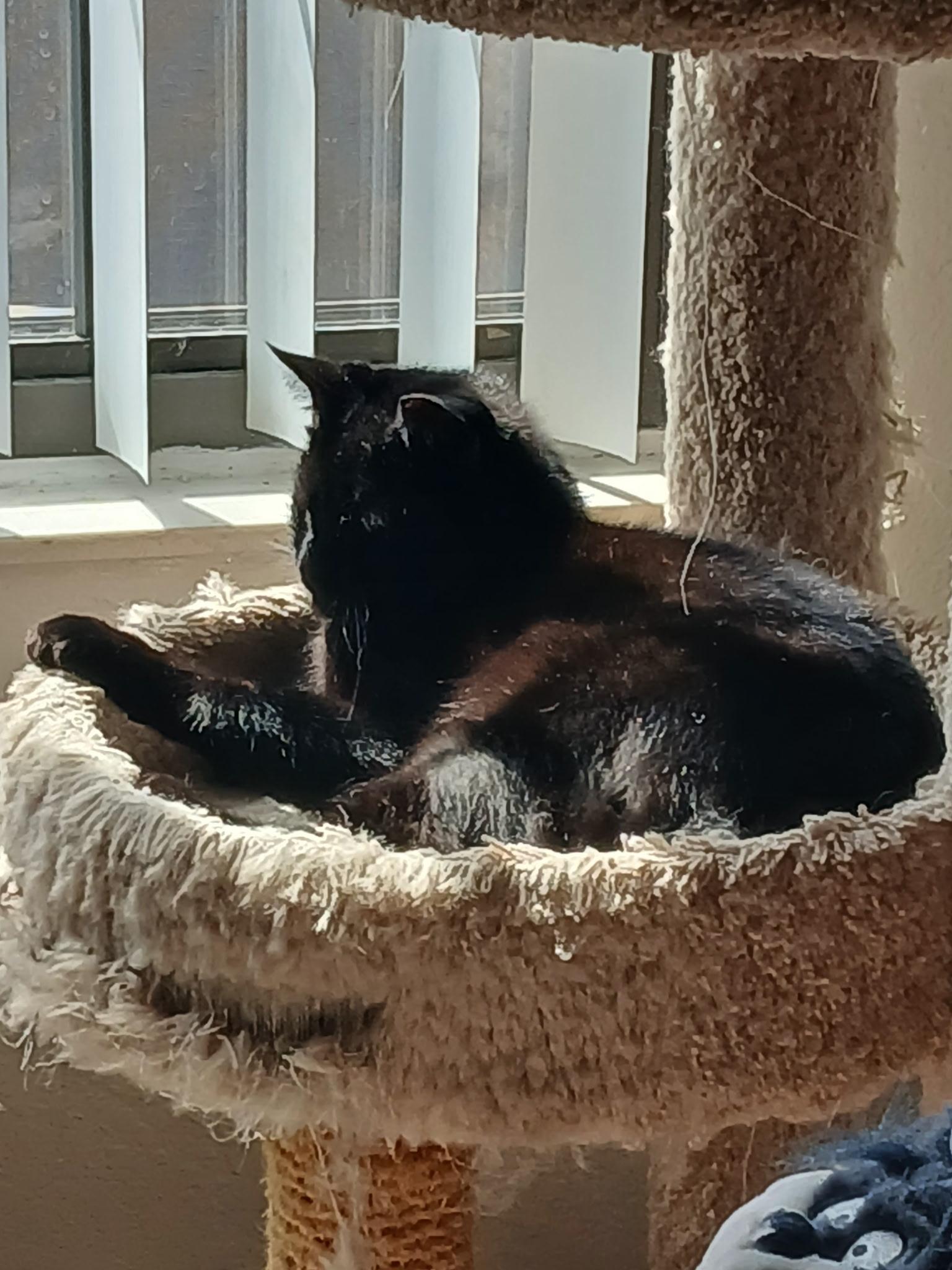 T'Challa, a Adoptable mixed breed image 2/4