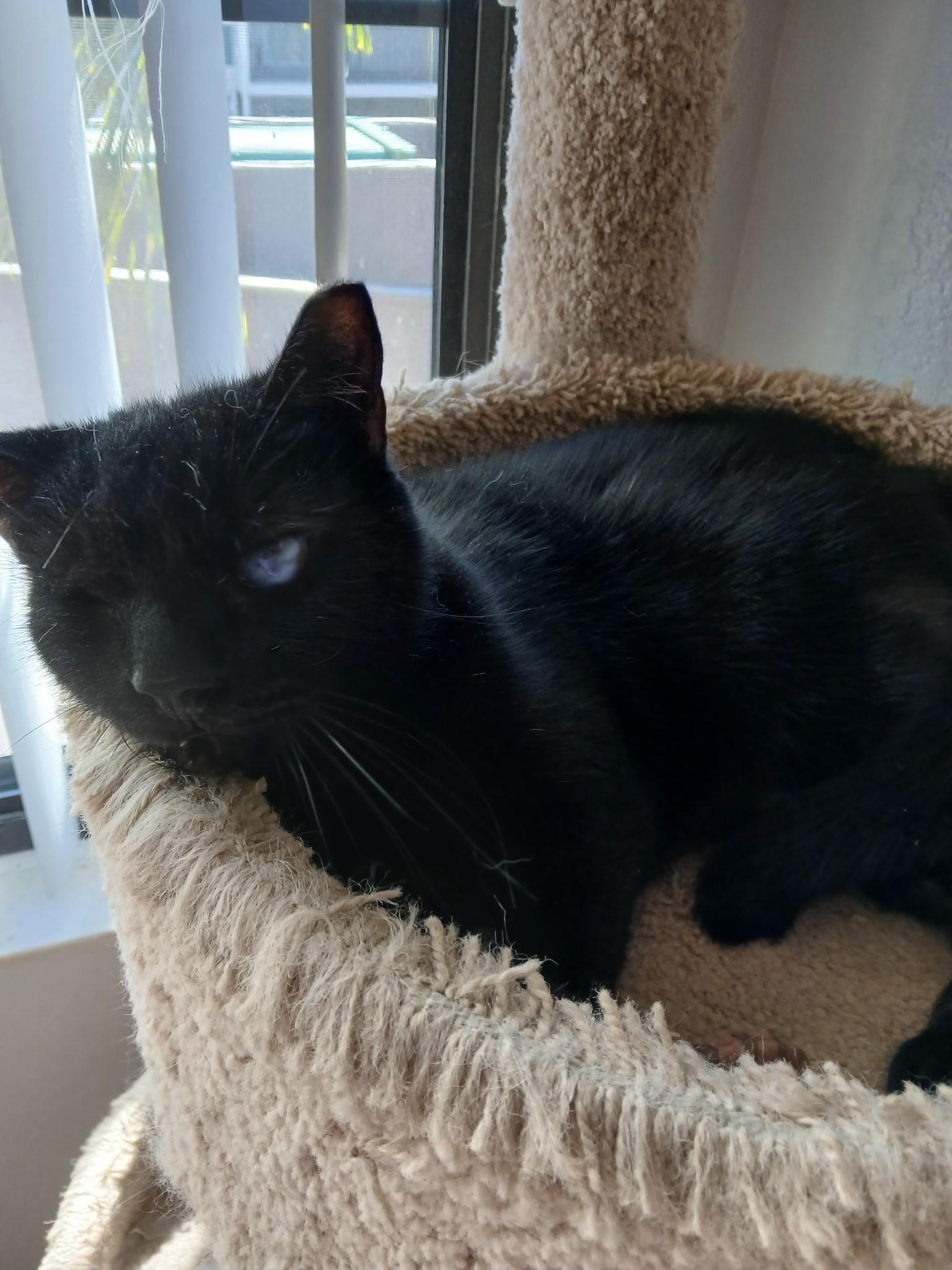 T'Challa, a Adoptable mixed breed image 3/4