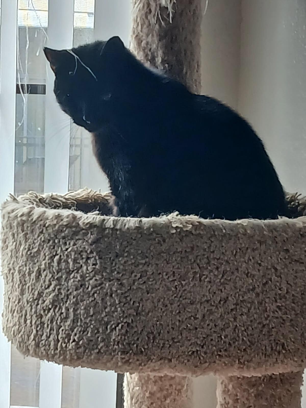 T'Challa, a Adoptable mixed breed image 4/4