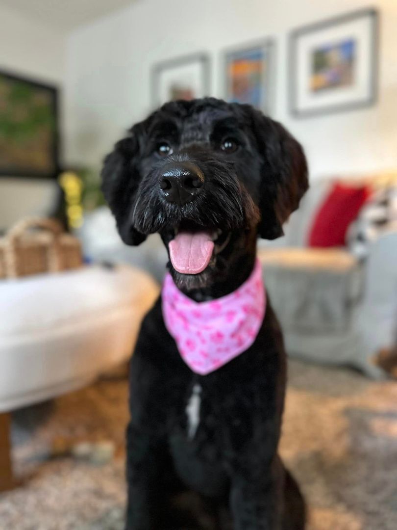 BHRR's Pentu, Adopted, Young Female Standard Poodle & Bernese Mountain Dog.