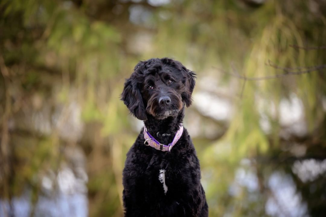 Enlarge BHRR's Pentu, a Adopted mixed breed in Oxford Mills, ON image 2/6