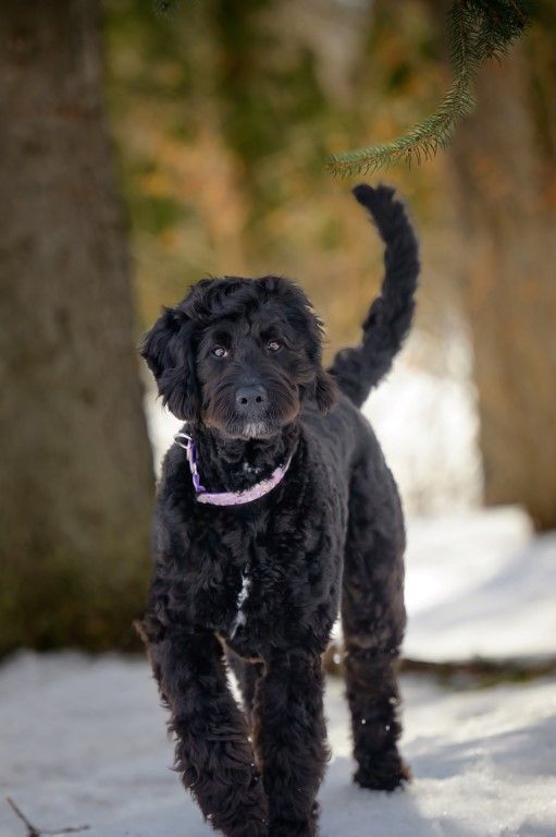 Enlarge BHRR's Pentu, a Adopted mixed breed in Oxford Mills, ON image 4/6