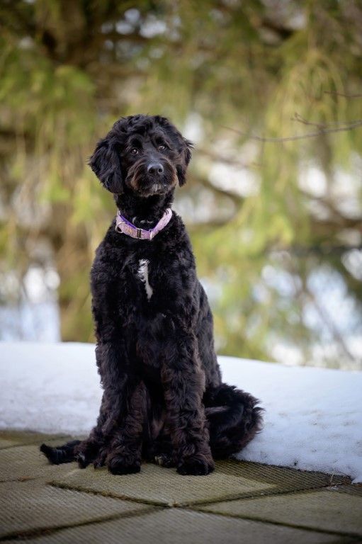 Enlarge BHRR's Pentu, a Adopted mixed breed in Oxford Mills, ON image 5/6