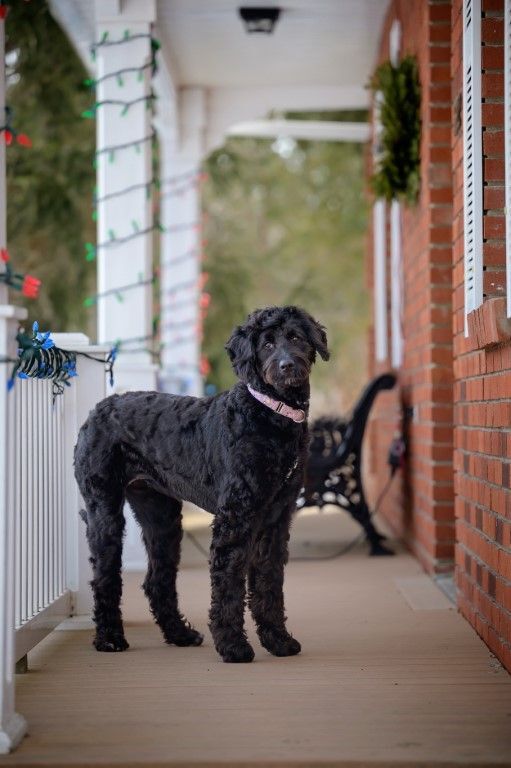 Enlarge BHRR's Pentu, a Adopted mixed breed in Oxford Mills, ON image 6/6