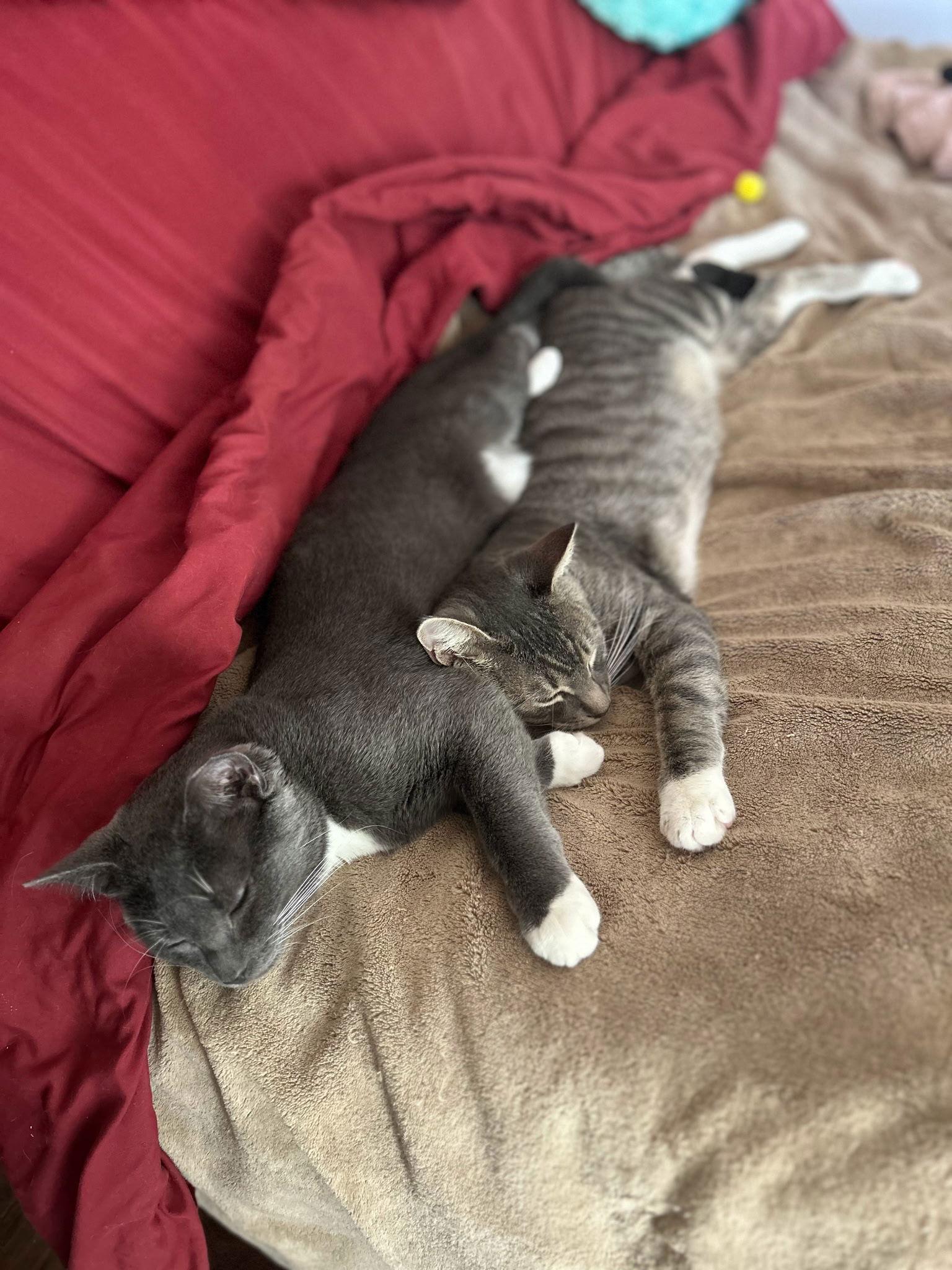 Storm, Adopted, Young Male Domestic Short Hair & Russian Blue.