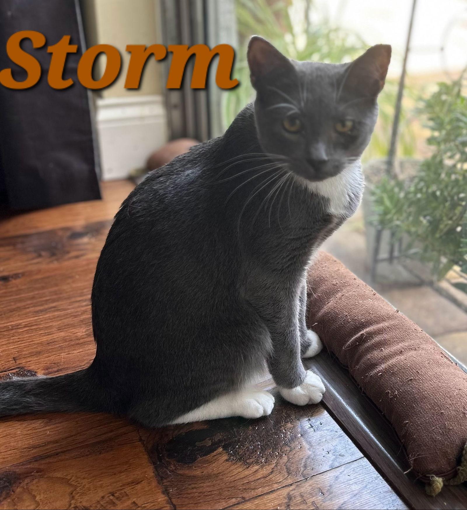 Storm, a Adopted mixed breed in Longwood, FL image 2/2