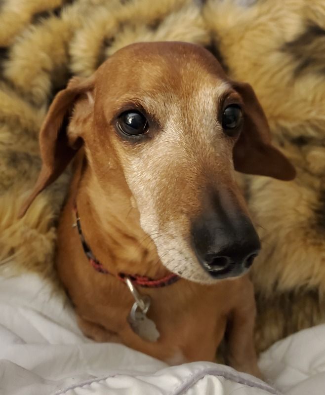 Mr. Darcy (MD), Adoptable, Senior Male Dachshund.