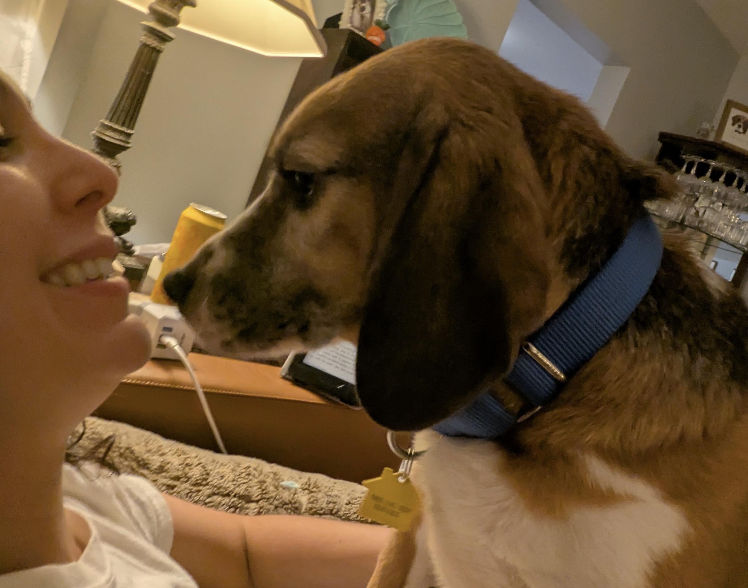 PETE, an adoptable Beagle in South Plainfield, NJ image 2/4