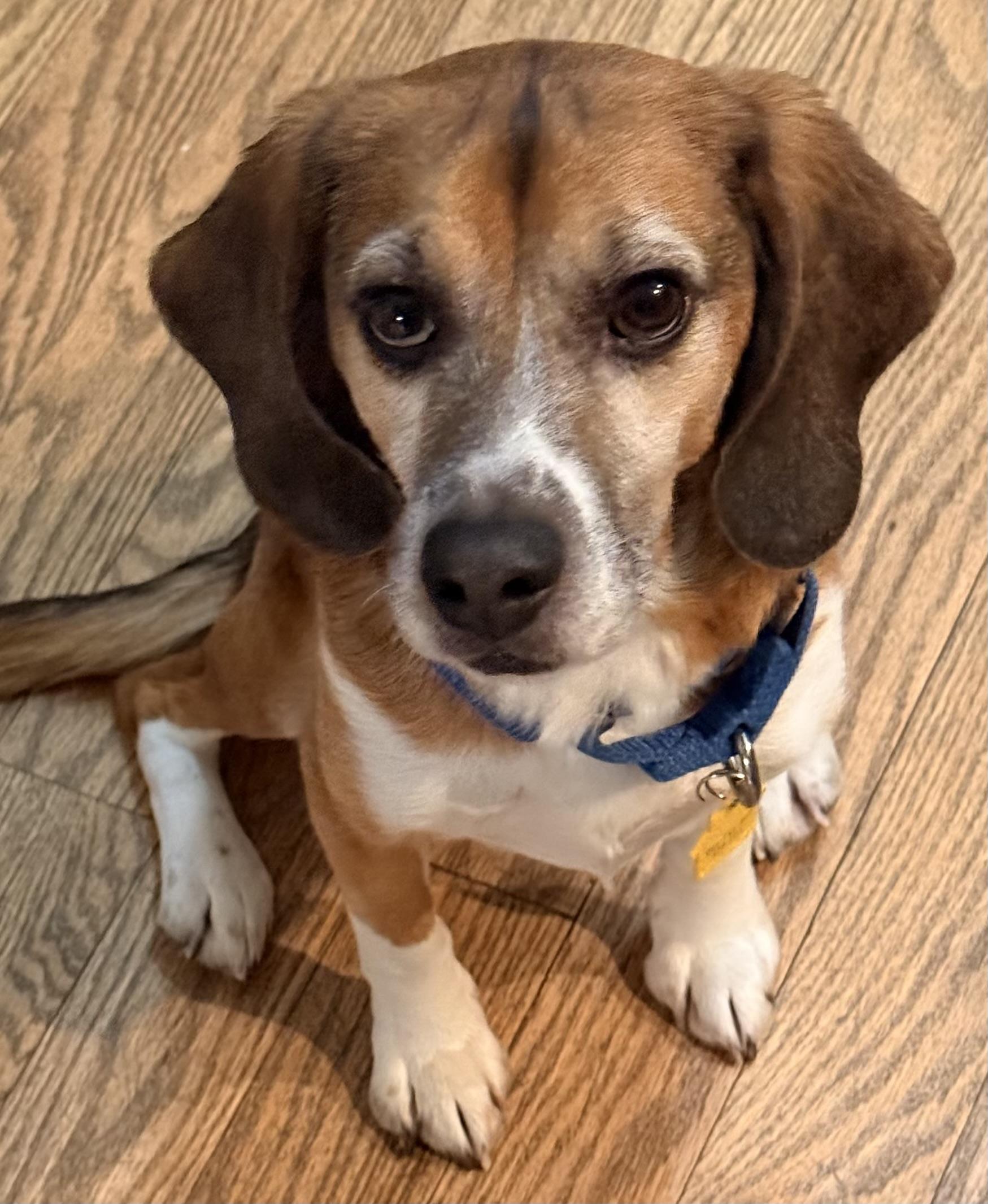 PETE, an adoptable Beagle in South Plainfield, NJ image 1/4