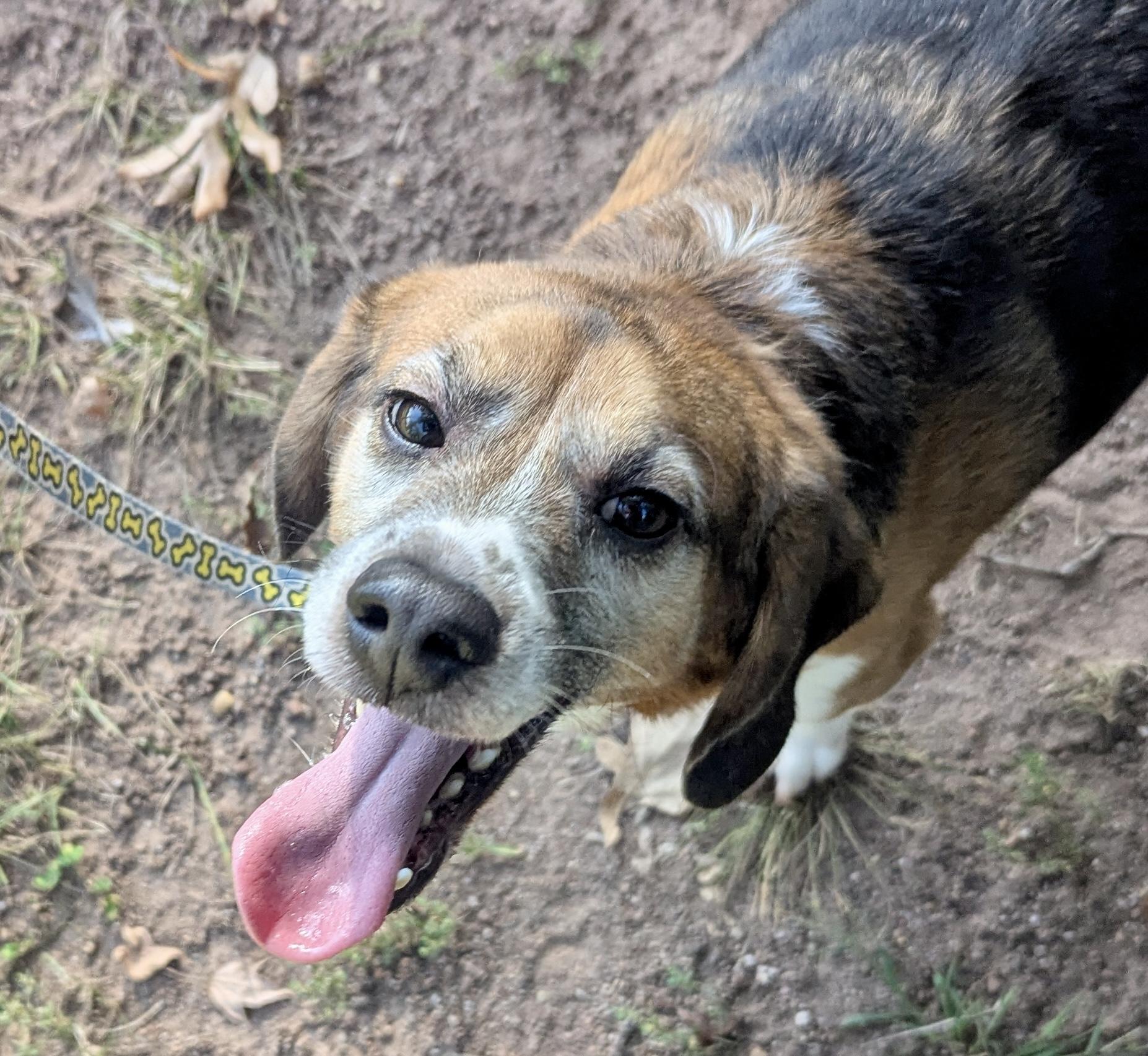 PETE, an adoptable Beagle in South Plainfield, NJ image 3/4
