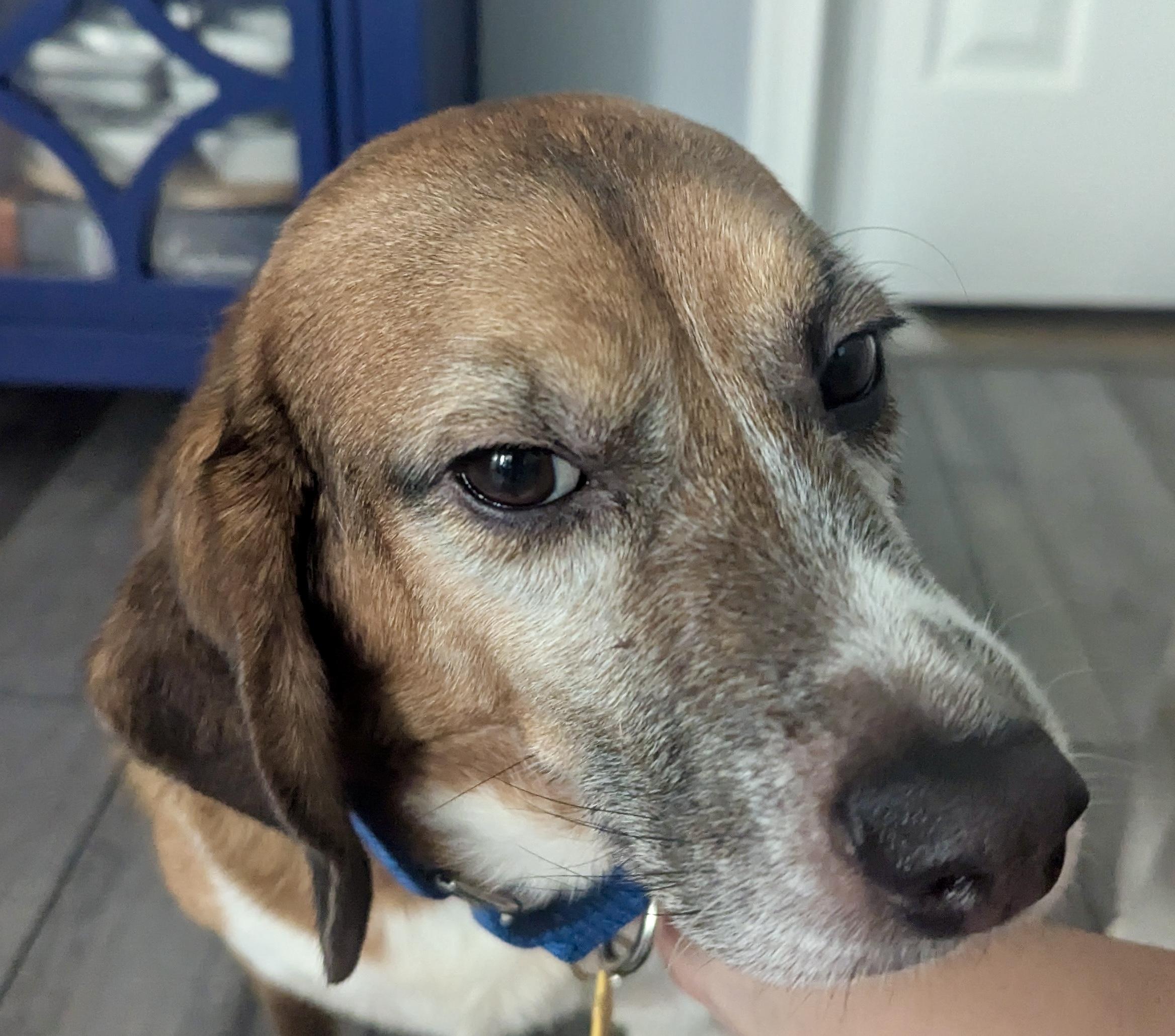 PETE, an adoptable Beagle in South Plainfield, NJ image 4/4