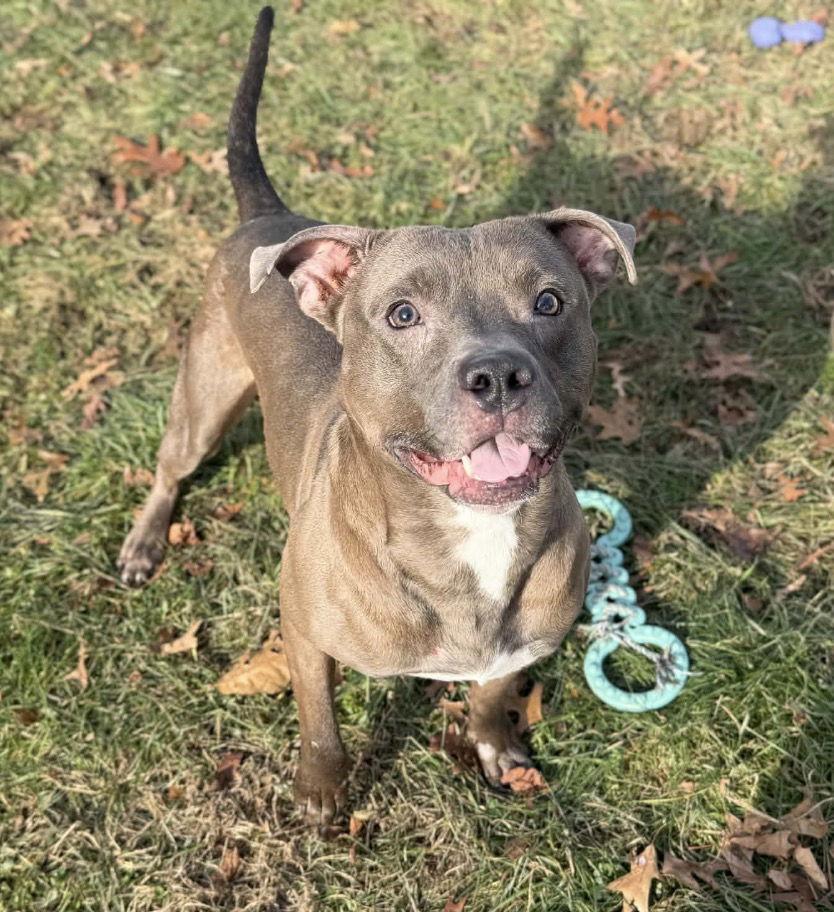 **COURTESY POST** Rick, a Adoptable Pit Bull Terrier in Cuyahoga Falls, OH image 1/3