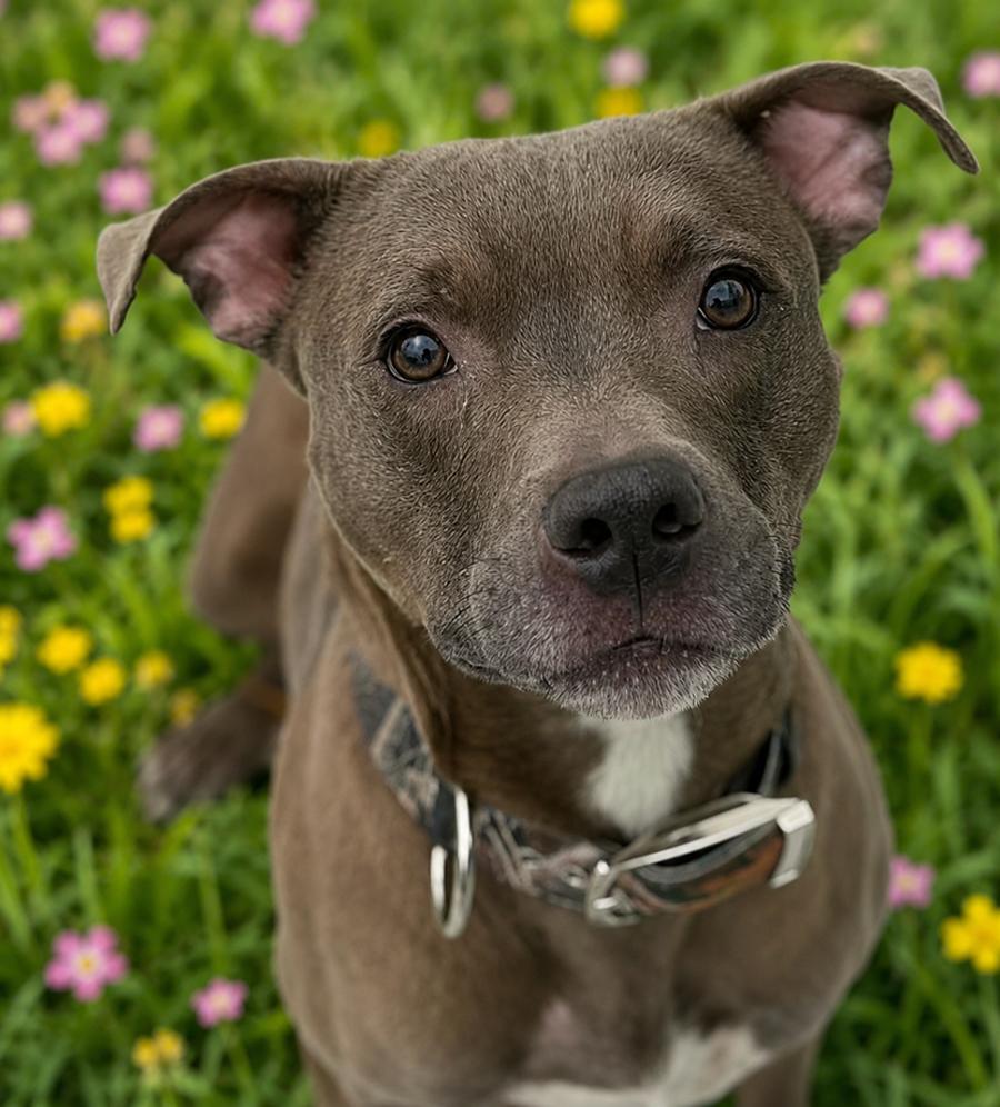 **COURTESY POST** Rick, a Adoptable Pit Bull Terrier in Cuyahoga Falls, OH image 2/3