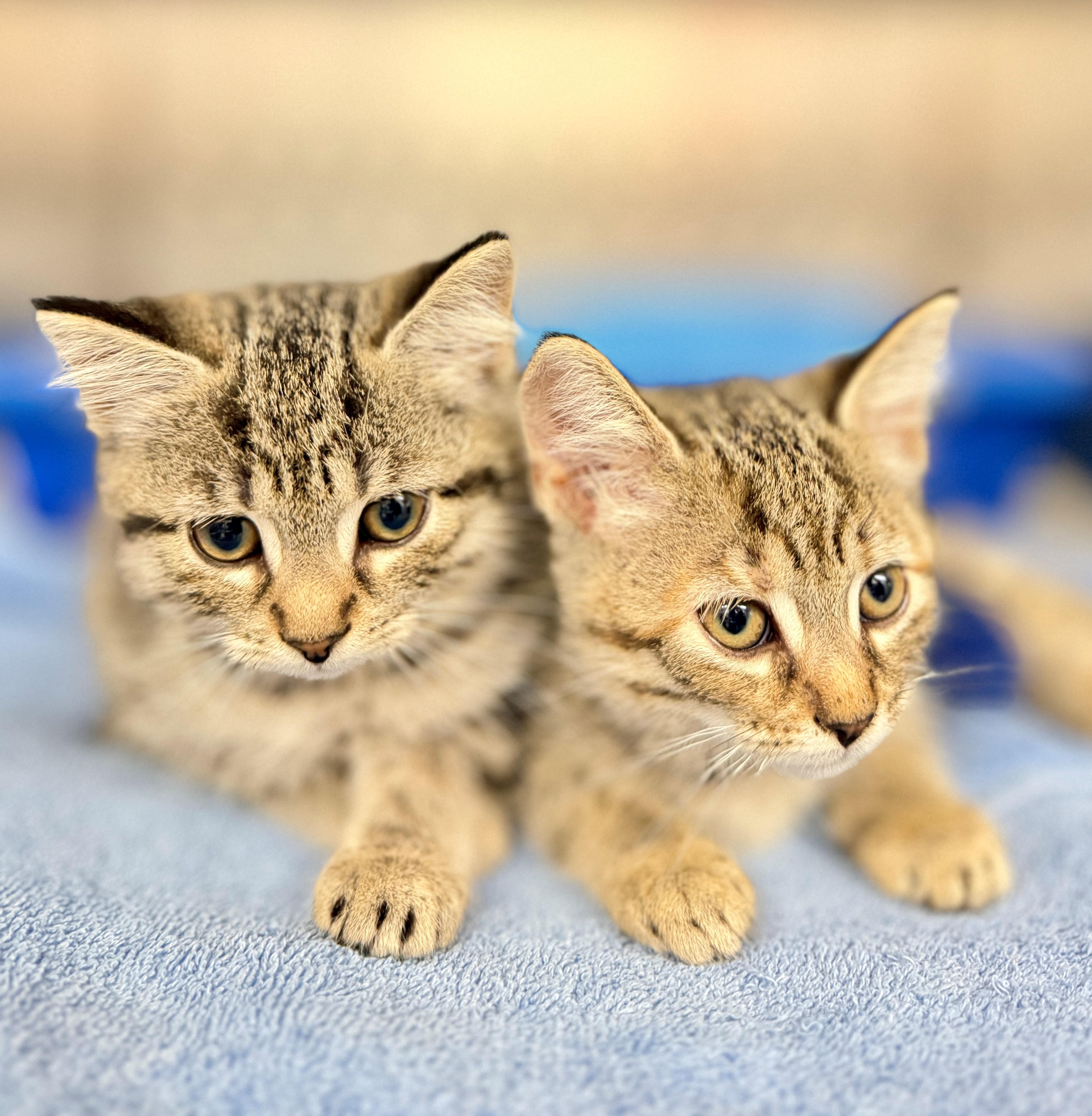 Enlarge Sally, a Adoptable Domestic Medium Hair in Hamilton, ON image 2/3