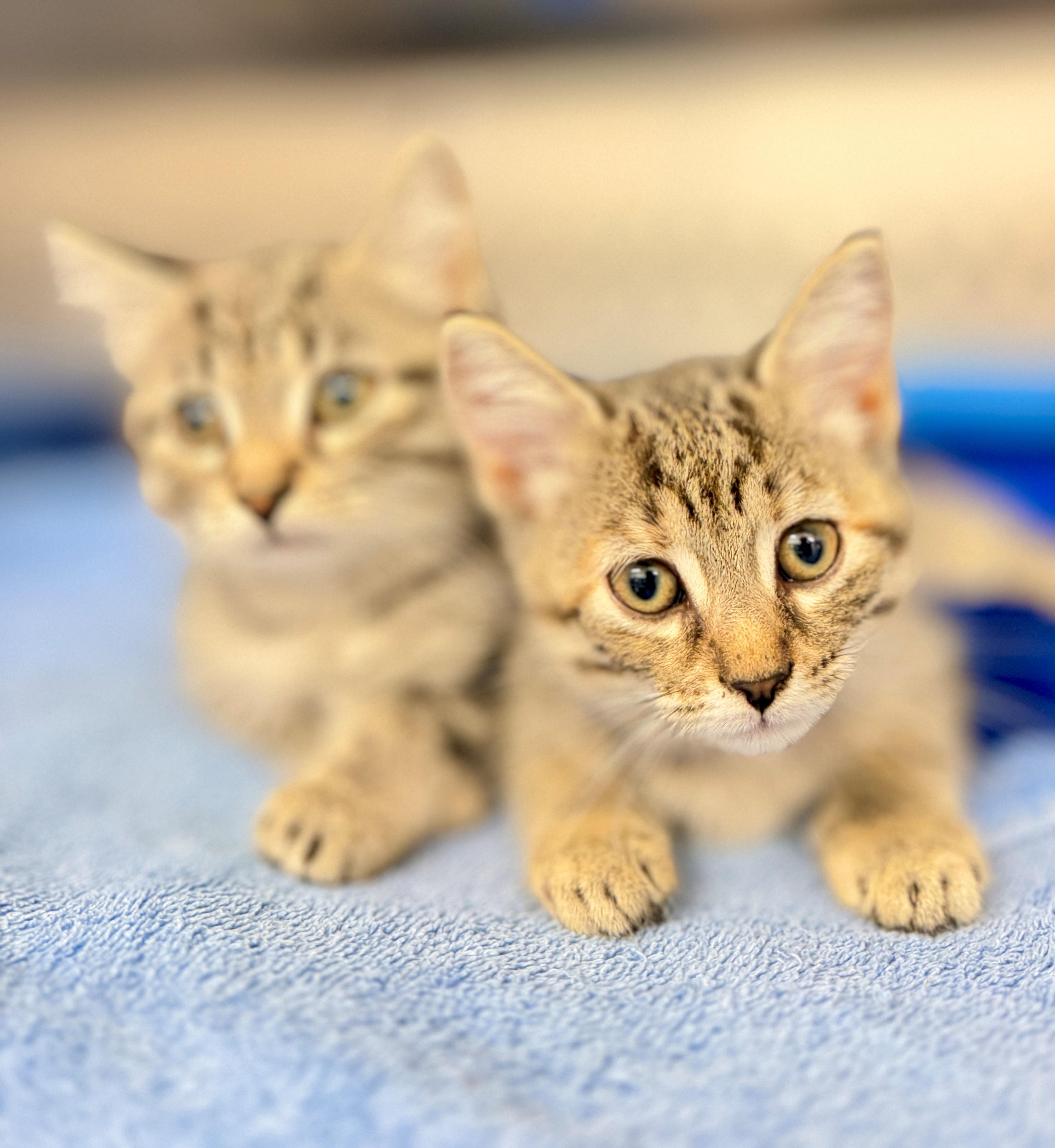 Sally, Adoptable, Kitten Female Domestic Medium Hair.