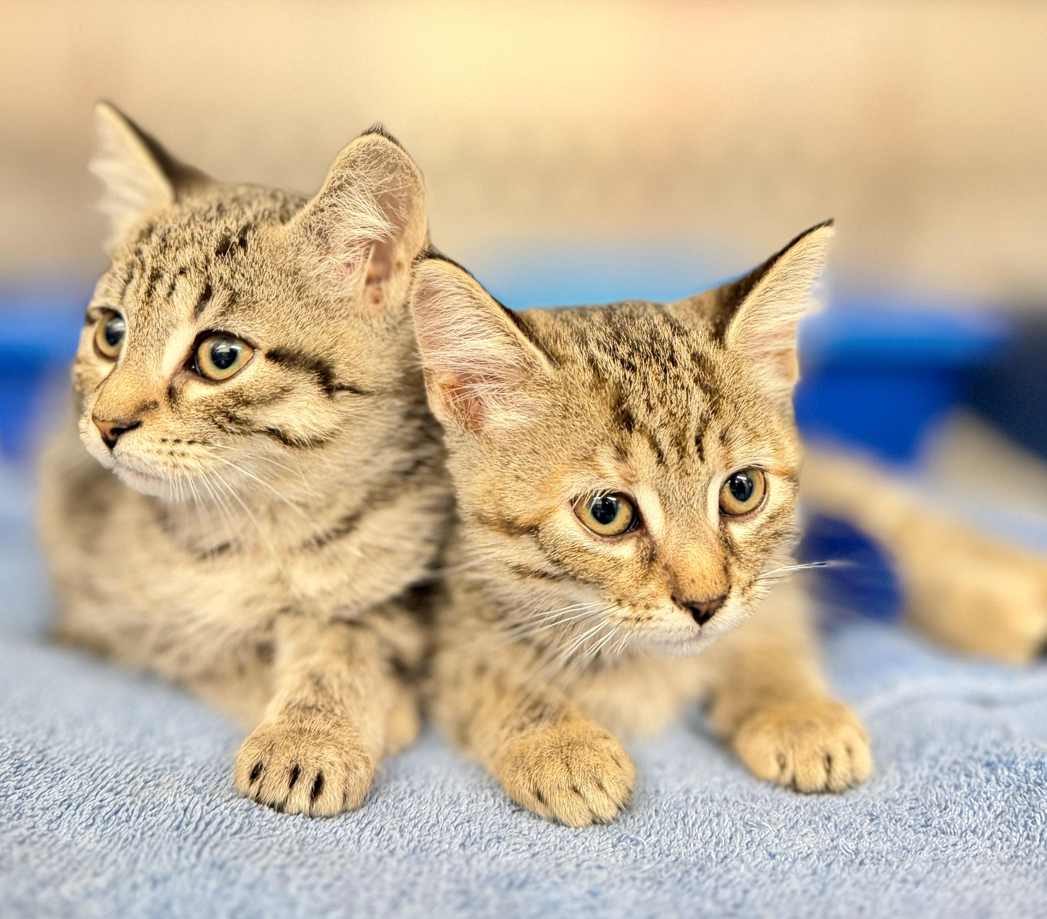 Enlarge Sally, a Adoptable Domestic Medium Hair in Hamilton, ON image 3/3