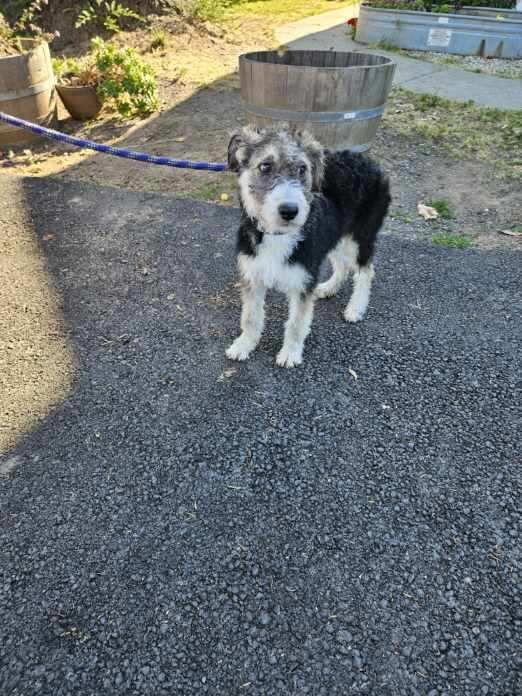 Fruit Loop, a Adopted mixed breed in Santa Rosa, CA image 1/3
