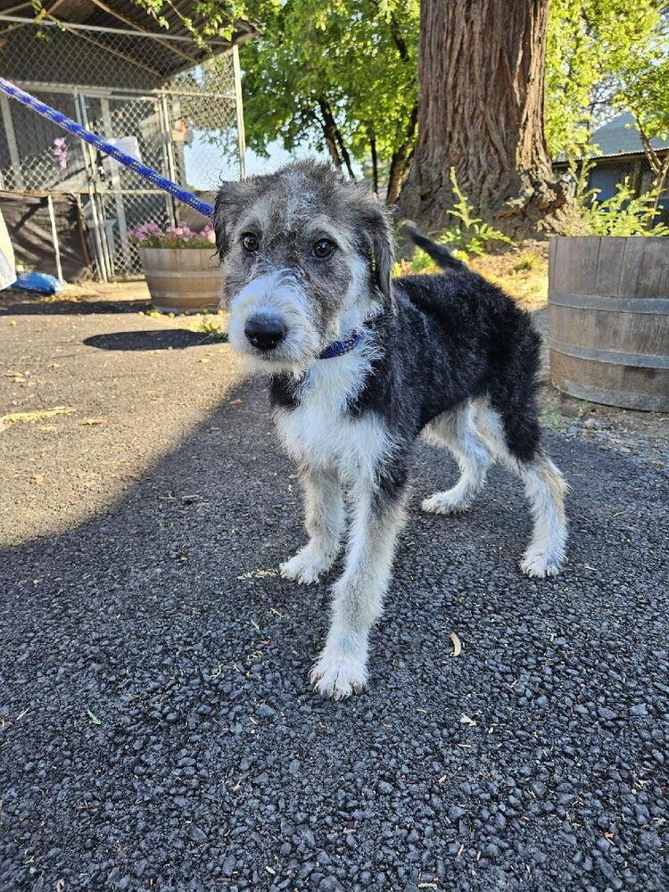 Fruit Loop, a Adopted mixed breed in Santa Rosa, CA image 2/3