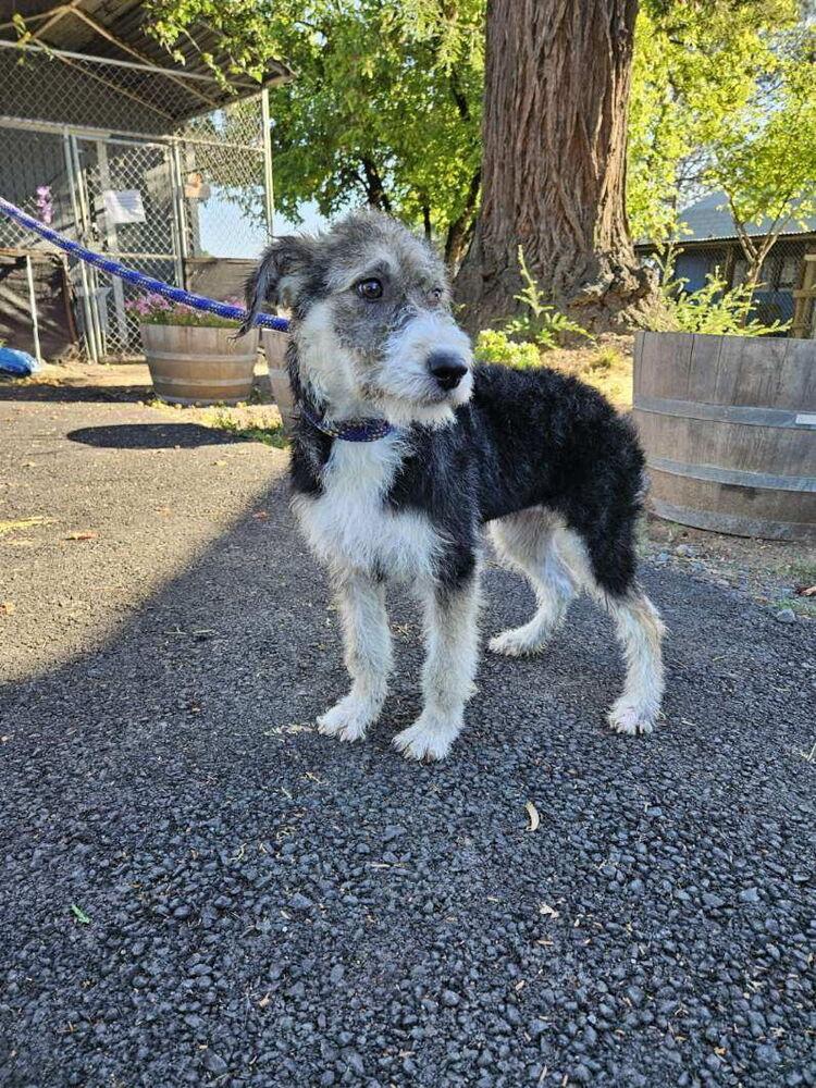 Fruit Loop, a Adopted mixed breed in Santa Rosa, CA image 3/3