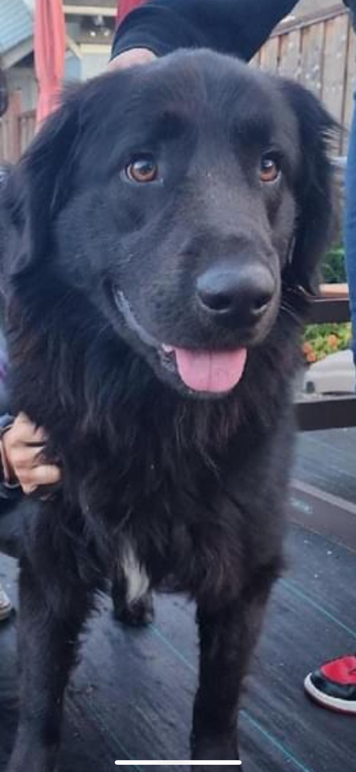 Moose, Adopted, Adult Male Flat-Coated Retriever.