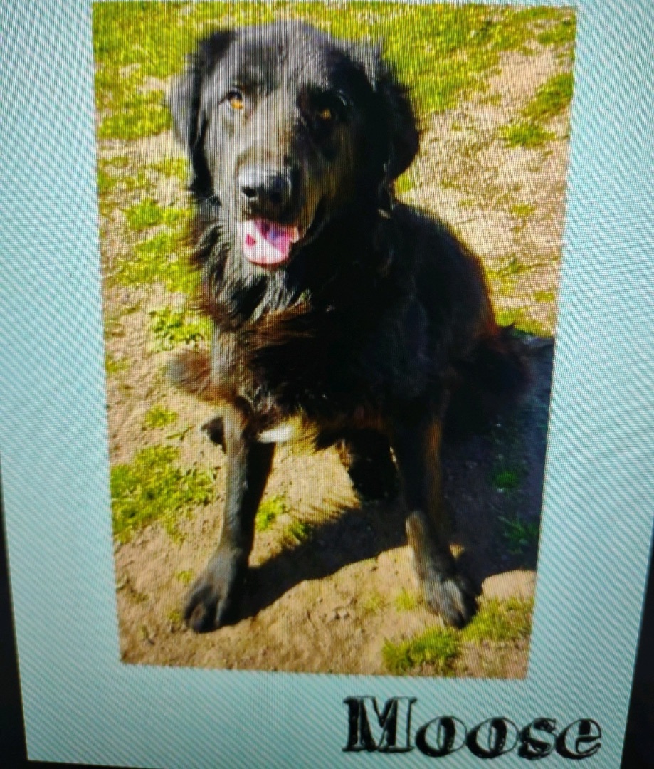 Moose, a Adopted Flat-Coated Retriever in Hollister, CA image 2/2