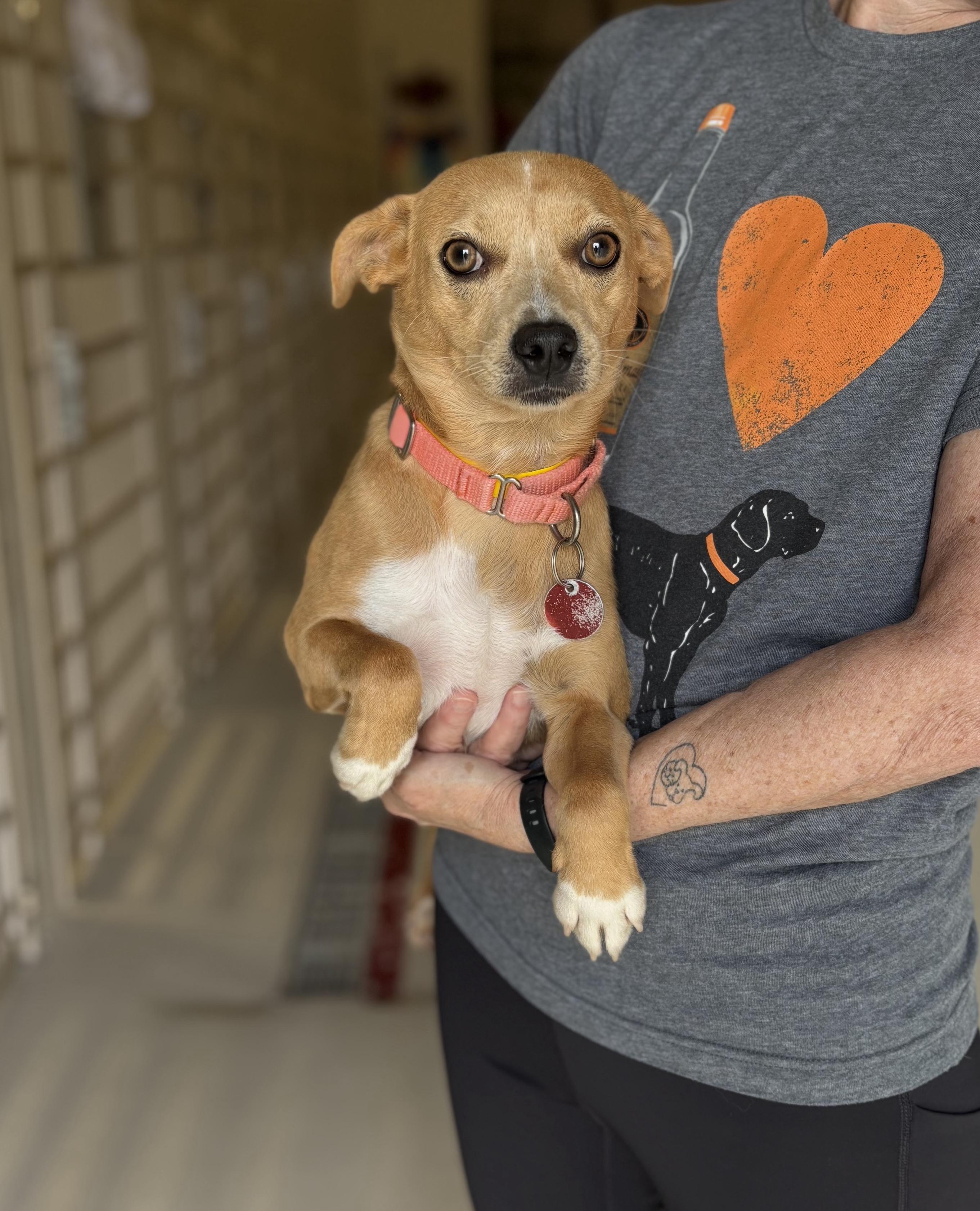 Jazzy- arriving 7/15!