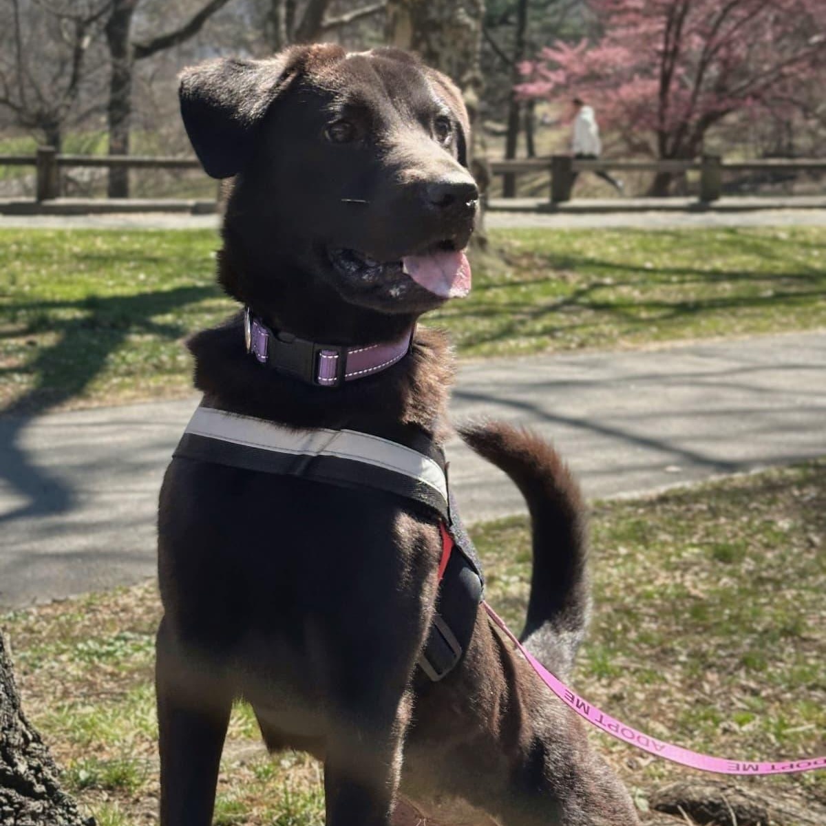 Enlarge Onyx, a ADOPTABLE mixed breed in New York, NY image 3/5