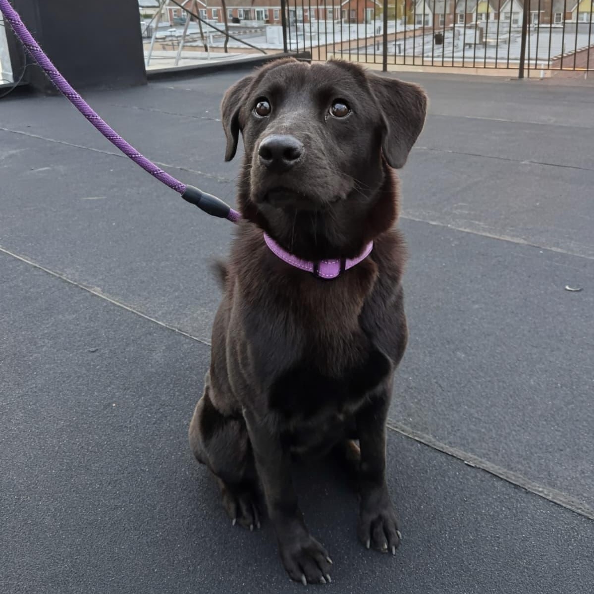 Onyx, ADOPTABLE, Adult Female Black Labrador Retriever.