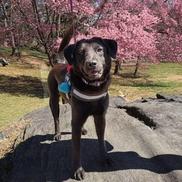 Enlarge Onyx, a ADOPTABLE mixed breed in New York, NY image 4/5
