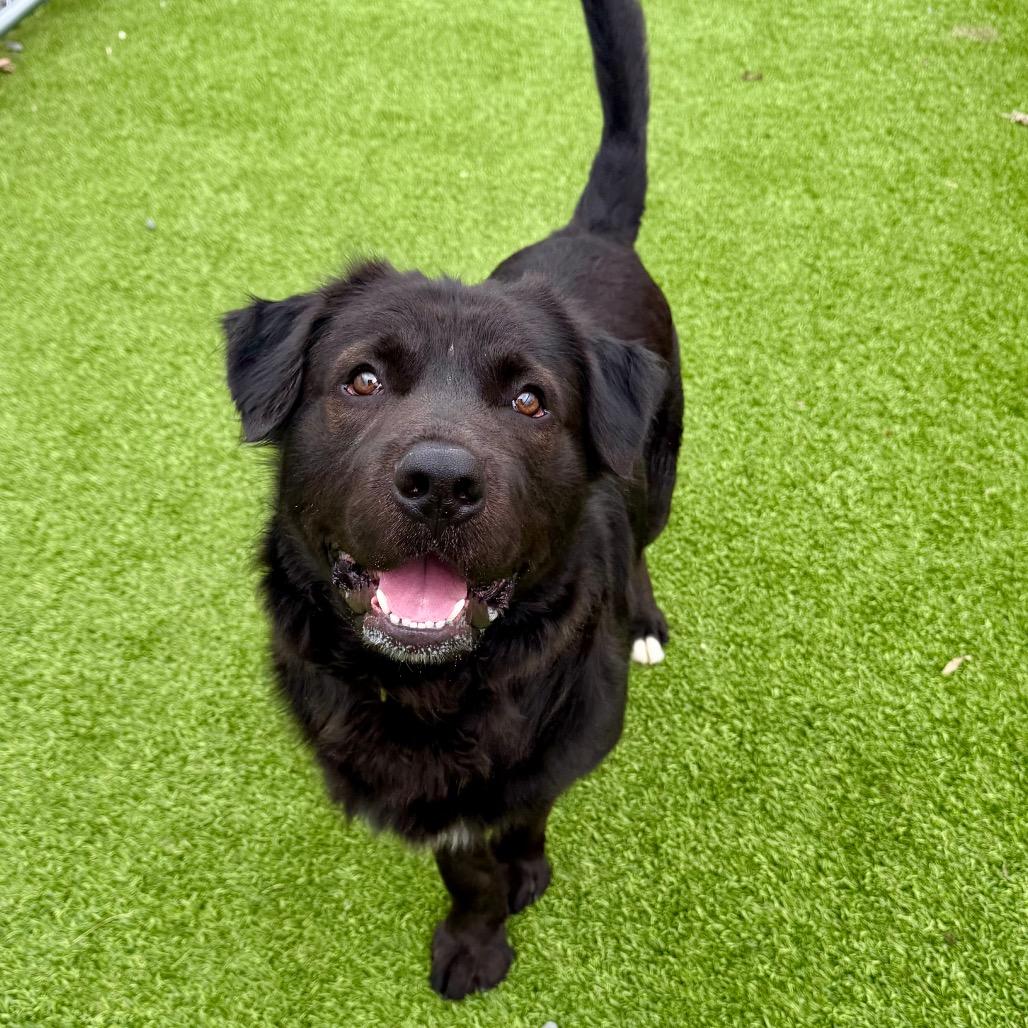 Zeus, Adoptable, Young Male Black Labrador Retriever.
